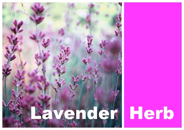 Spring 2015:  Pantone Trend for your Home Decoration - Lavender Herb